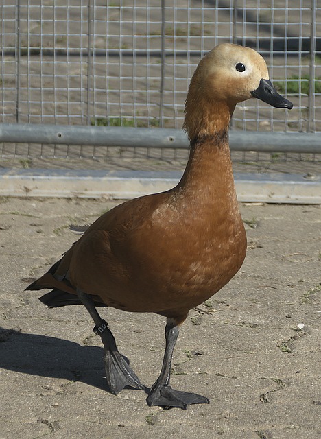 西部决赛