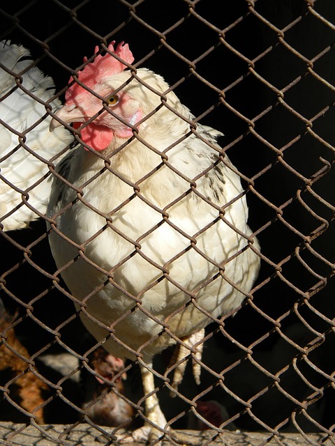 歐洲五大聯 歐洲五大聯